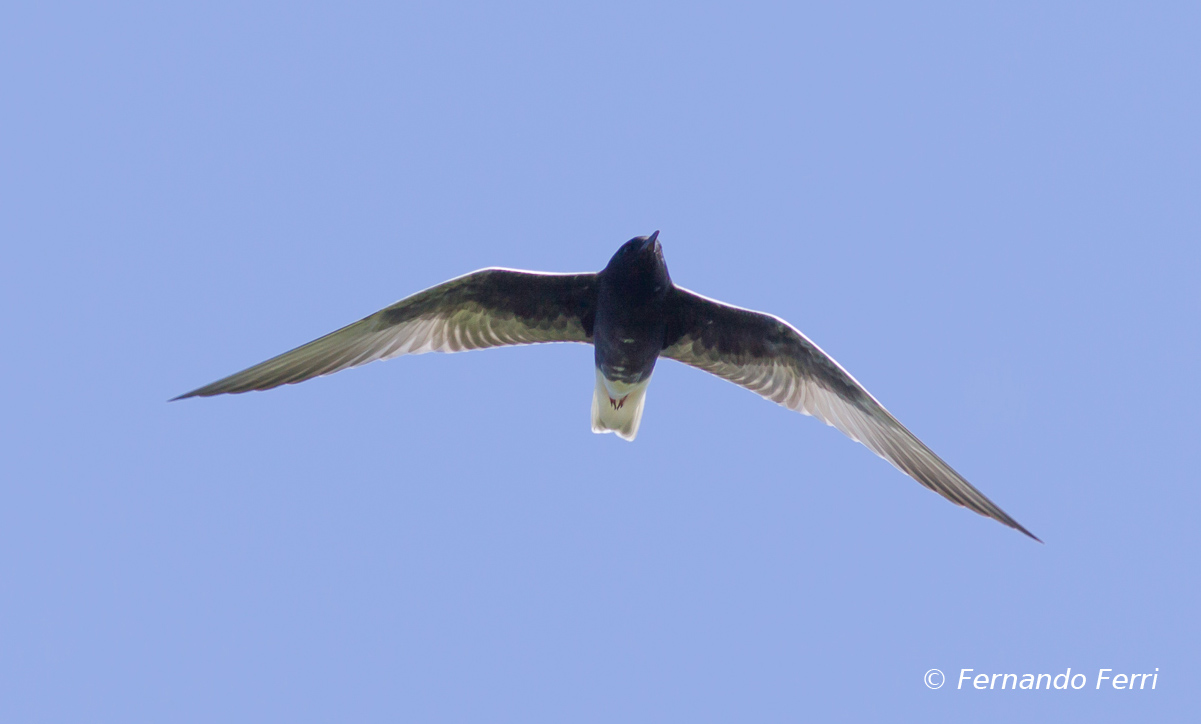 mignattino alibianche